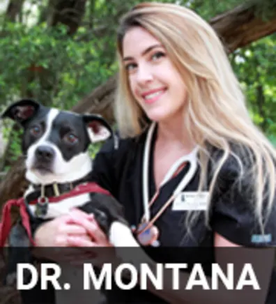 Dr. Brittney Montana Holding a Black & White Dog